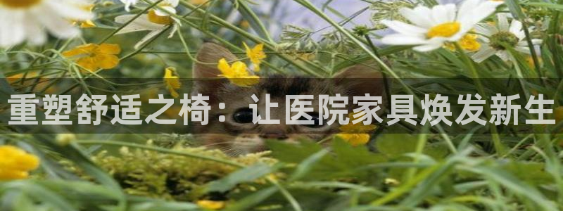 安信12是什么平台