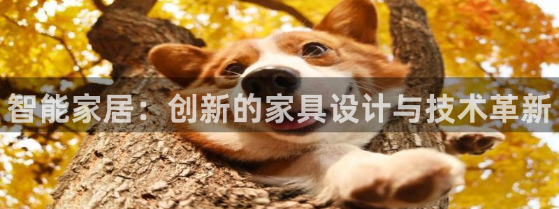 安信12位数资金号